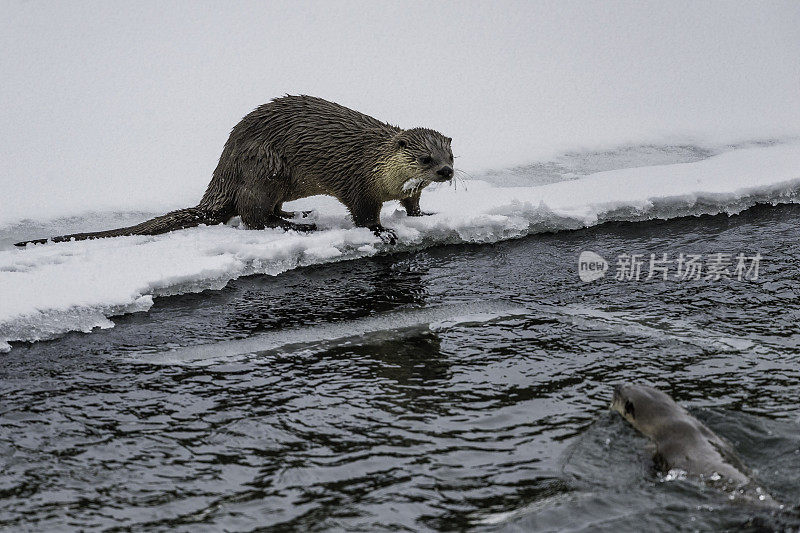 北美水獭，Lontra canadensis，也被称为北方水獭或普通水獭，是北美特有的半水栖哺乳动物。冬天在黄石河边和雪地里玩耍，黄石国家公园